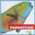 Parrotfish (Bullfrog Books: Life Under the Sea)