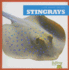 Stingrays (Bullfrog Books: Life Under the Sea)