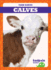 Calves (Tadpole: Farm Babies)