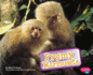 Pygmy Marmosets (Monkeys)