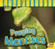 Praying Mantises (Av2 Let's Read! Fascinating Insects)