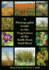 A Photographic Guide to the Vegetation of the South Texas Sand Sheet (Perspectives on South Texas, Sponsored By Texas a&M University-Kingsville)