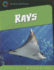 Rays (21st Century Skills Library: Exploring Our Oceans)