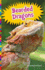 Bearded Dragons (Lizards)