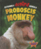 Proboscis Monkey (Extremely Weird Animals)