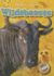Wildebeests (Animal Safari, Blastoff! Readers)
