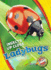 Ladybugs