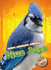 Blue Jays (North American Animals: Blastoff Readers. Level 3)