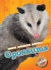 Opossums (North American Animals, Blastoff! Readers, Level 3)