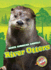 River Otters (North American Animals)