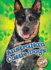 Australian Cattle Dogs