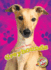 Greyhounds (Blastoff Readers. Level 2: Awesome Dogs)