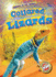 Collared Lizards (Animlas of the Desert: Blastoff! Readers, Level 2)