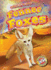 Fennec Foxes (Animals of the Desert)