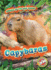 Capybaras (Animals of the Rain Forest)
