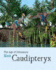 Meet Caudipteryx (Age of Dinosaurs)