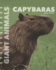 Capybaras