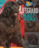 Lifeguard Dogs (Dog Heroes)