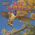 Barn Swallows