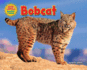 Bobcat (Desert Animals Searchin' for Shade)