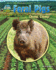Feral Pigs: Chomp, Chomp! (They Don't Belong: Tracking Invasive Species)