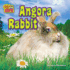 Angora Rabbit (Weird But Cute)