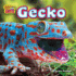 Gecko (Weird But Cute)