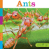 Ants (Seedlings)