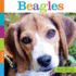Beagles