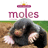Moles (in My Backyard)