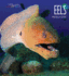 Eels