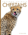 Cheetahs (Amazing Animals)