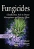 Fungicides: Classification, Role in Disease Management and Toxicity Effects