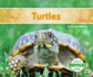 Turtles