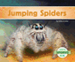 Jumping Spiders (Spiders (Ak))