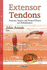 Extensor Tendons: Anatomy, Injuries & Surgical Repair & Rehabilitation