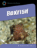 Boxfish (21st Century Skills Library: Exploring Our Oceans)