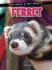 Ferret (You Have a Pet What? ! )