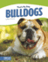 Bulldogs (That's My Dog (Paperback Set of 8))