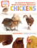 An Absolute Beginner's Guide to Keeping Backyard Chickens: Watch Chicks Grow From Hatchlings to Hens