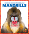 Mandrills (Pogo Books: Science Behind the Colors)