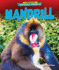 Mandrill (Library of Awesome Animals Set Two)