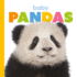 Baby Pandas (Starting Out)