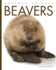 Beavers (Amazing Animals)