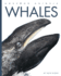 Whales (Animals Are Amazing)