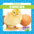 Chicks (Tadpole Board Books, Farm Babies)