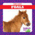 Foals (Tadpole Board Books, Farm Babies)