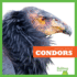 Condors (Raptor World)