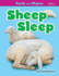 Sheep Sleep (Read and Rhyme, Level 2)