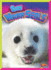 Baby Harp Seals (Adorable Animals)